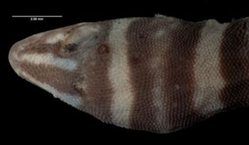 Media type: image;   Herpetology R-57341
